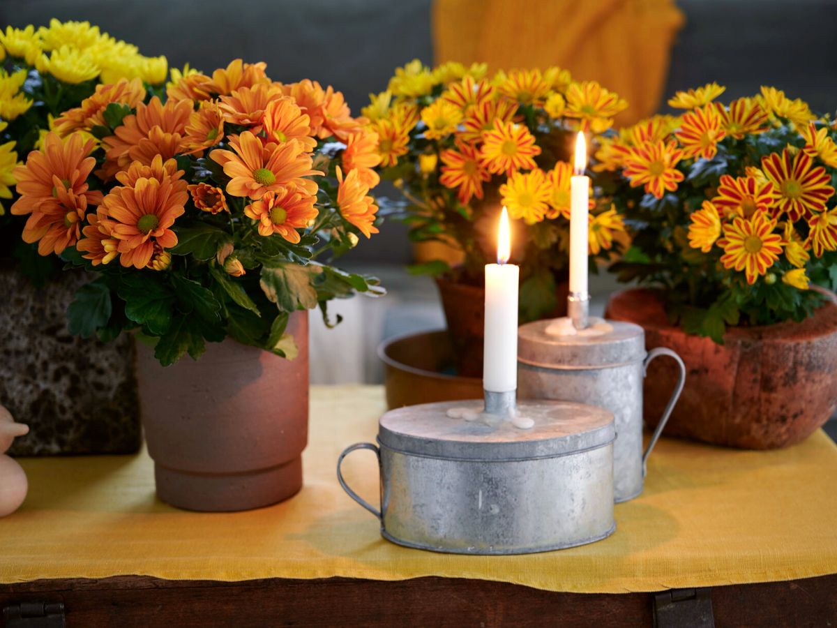 Indoor decor using Royal Van Zanten autumn mums on Thursd