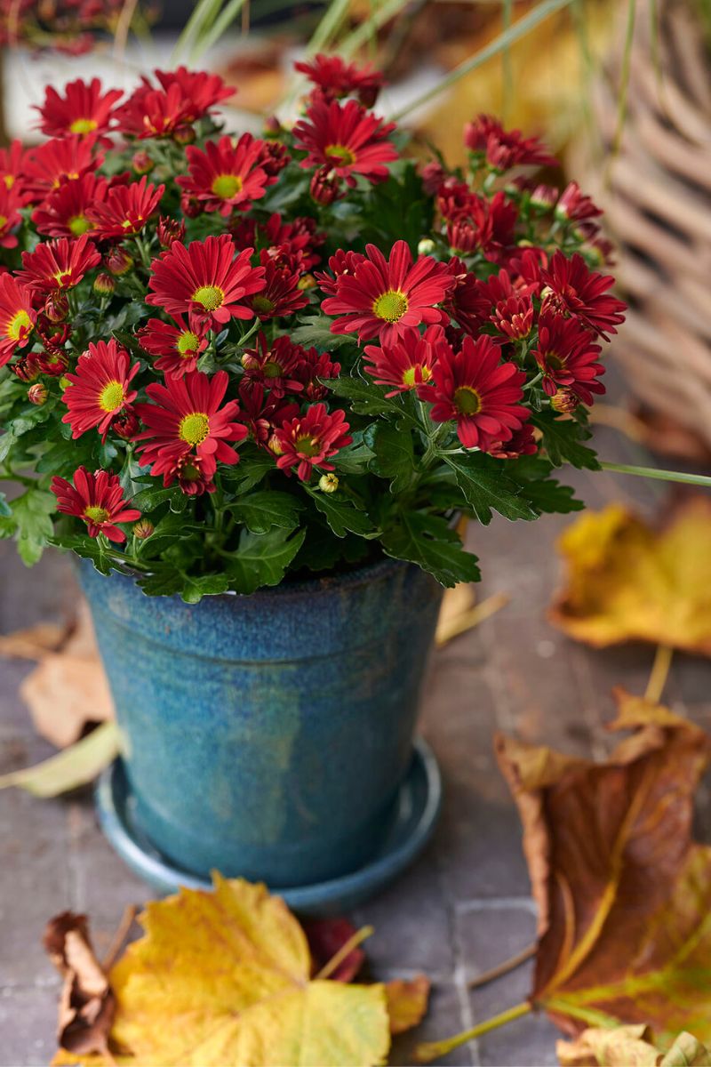 Pot Chrysanthemum Cardinal Time on Thursd