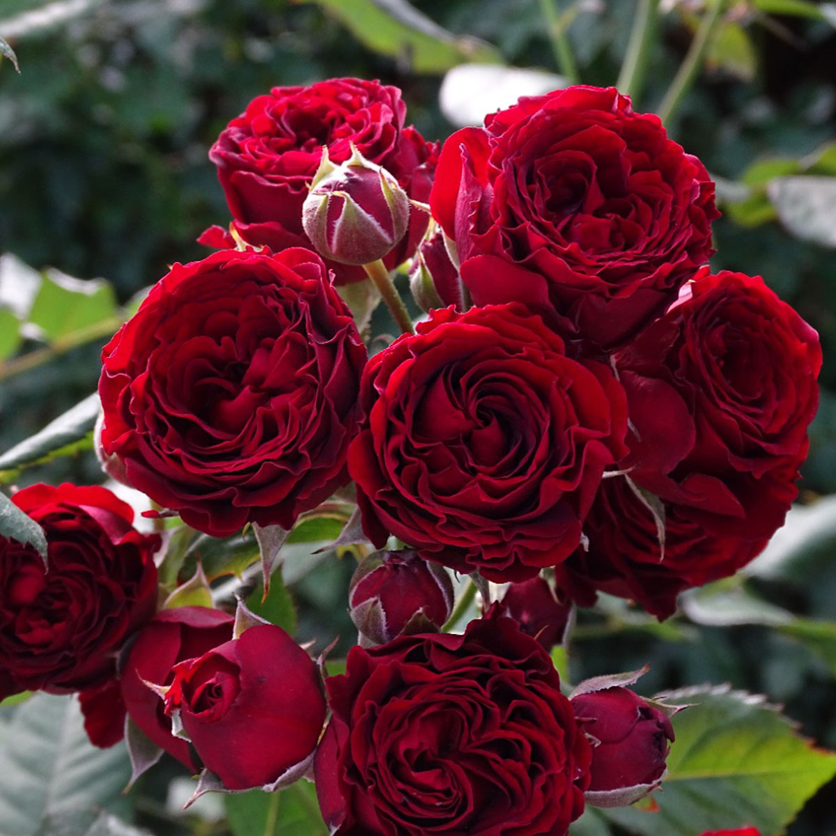 Rose Red Plant