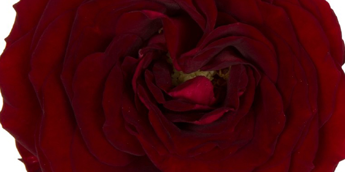 Spray Rose Red Sensation cut flower on Thursd header