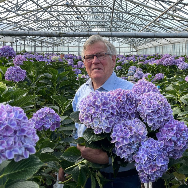 Mutant Glowing Alps de boer hortensia 