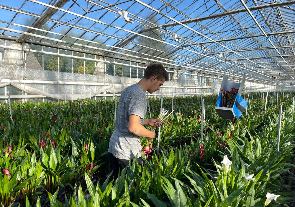 Calla flower harvesting in Greenhouse 