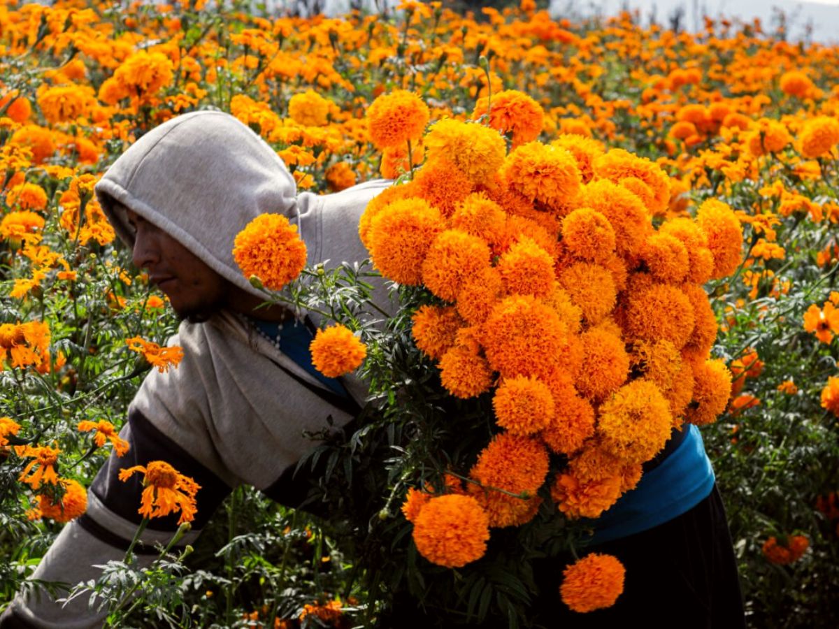 Flowers of the Dead in Mexico are marigolds on Thursd