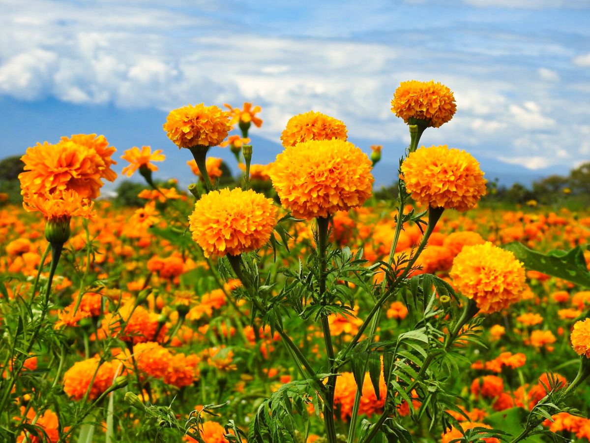 Marigolds as a symbol of flowers of the dead on Thursd