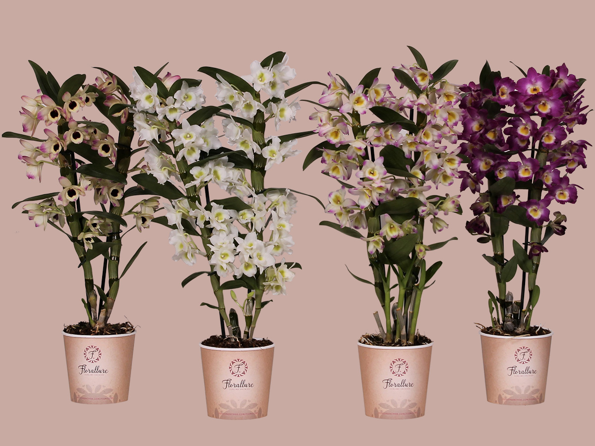 Florallure assortment at De Hoog Orchids on Thursd