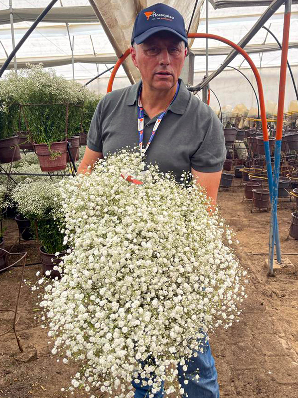 Carmelo Acosta Selecta One Cut Flowers on Thursd