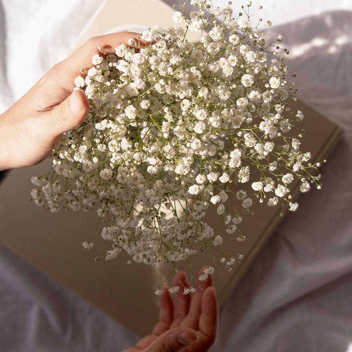 how-vimass-fell-in-love-with-gypsophila-grandtastic-featured