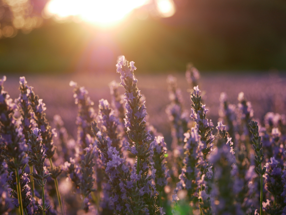 Get Your Money's Worth With These Outdoor Plants Lavender