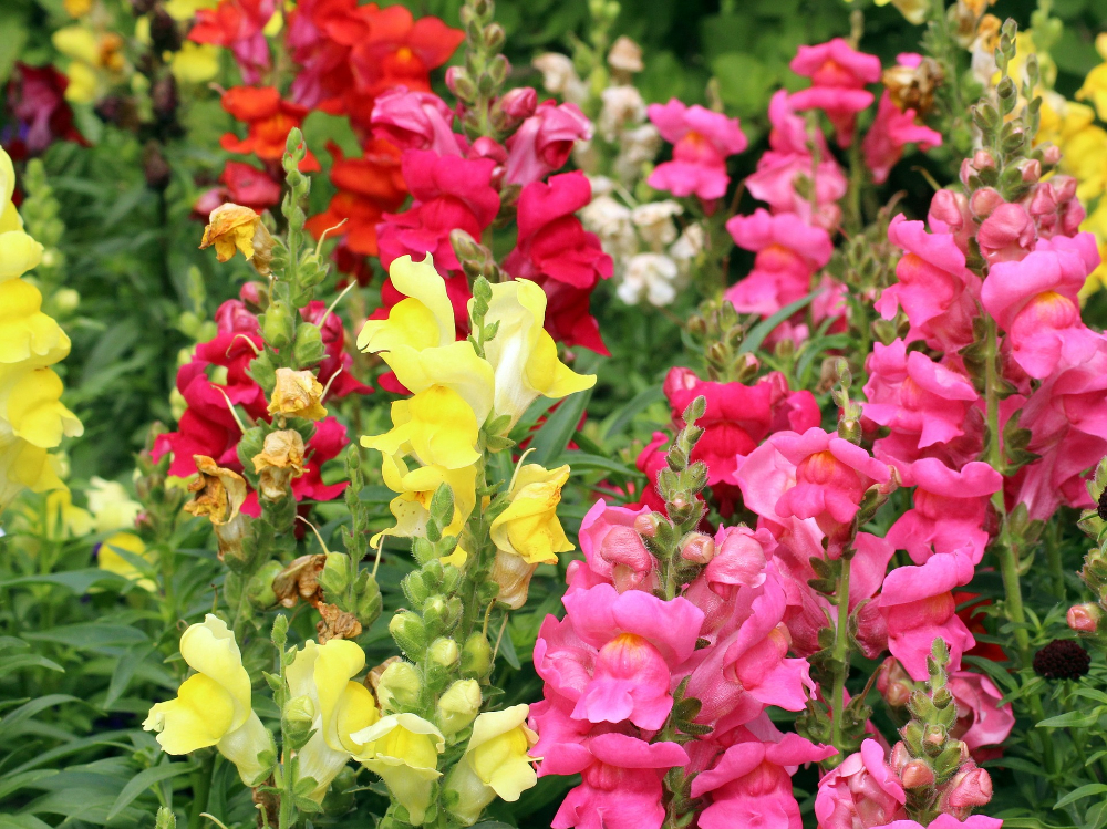 Get Your Money's Worth With These Outdoor Plants Snapdragon