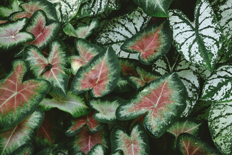 Get Your Money's Worth With These Outdoor Plants Caladium