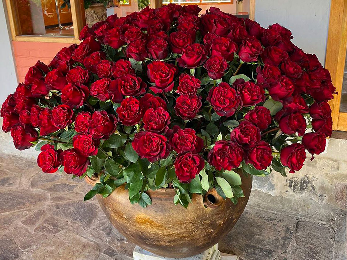 Jan Spek Rozen Garden Special Rose Hearts on Thursd