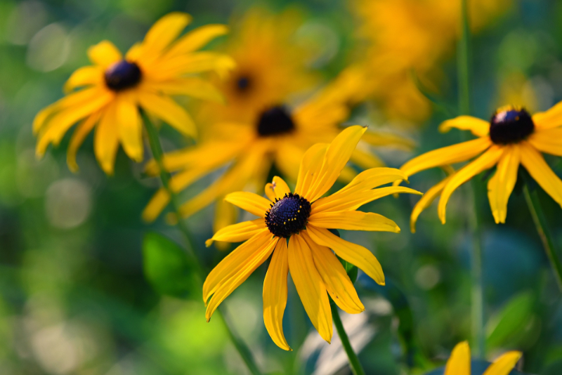 Get Your Money's Worth With These Outdoor Plants Black-eyed Susan