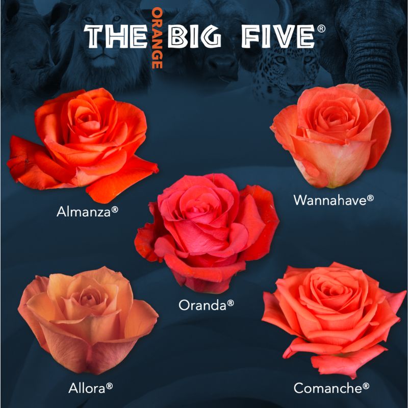 The Big Five Rose Edition - Part 4 - Orange Roses - Article onThursd