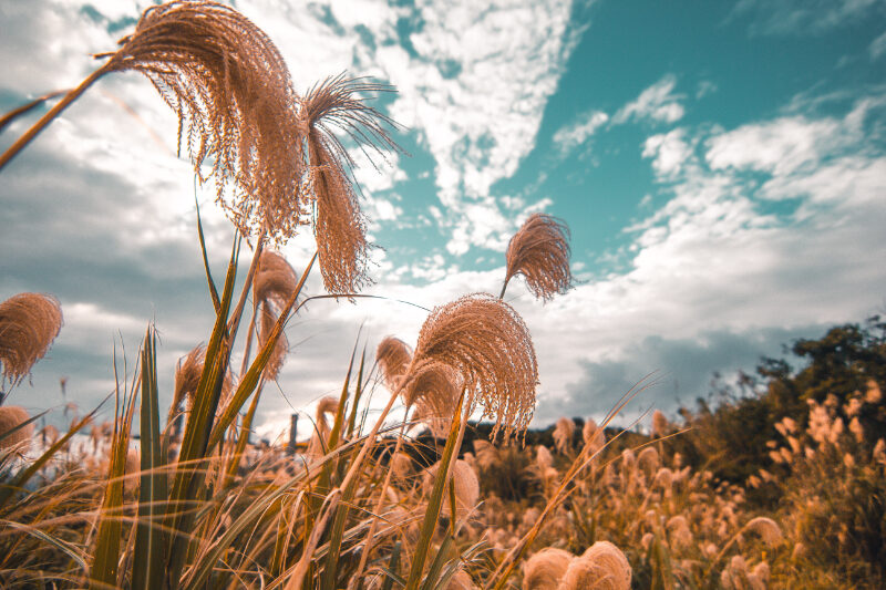 Get Your Money's Worth With These Outdoor Plants Maiden Grass