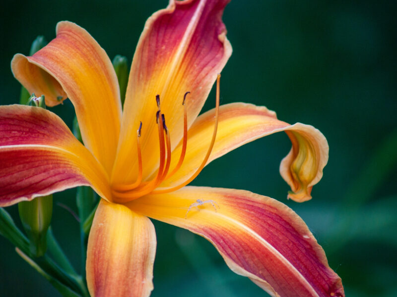 Get Your Money's Worth With These Outdoor Plants Daylily