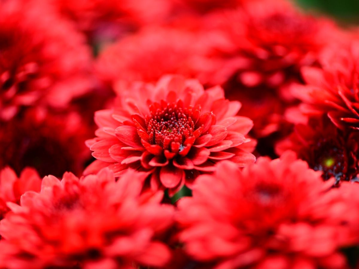 Red chrysanthemum flowers on Thursd