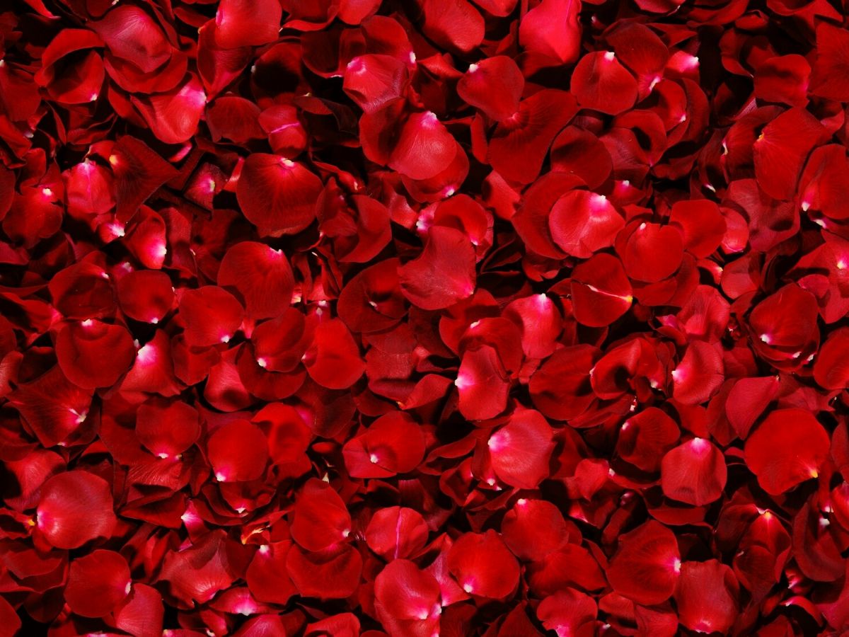 Red flowers rose petals on Thursd