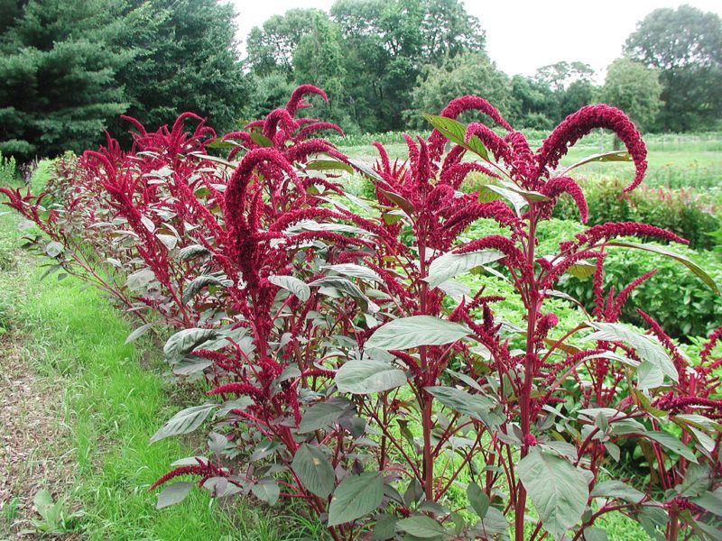 Get Your Money's Worth With These Outdoor Plants Clethra