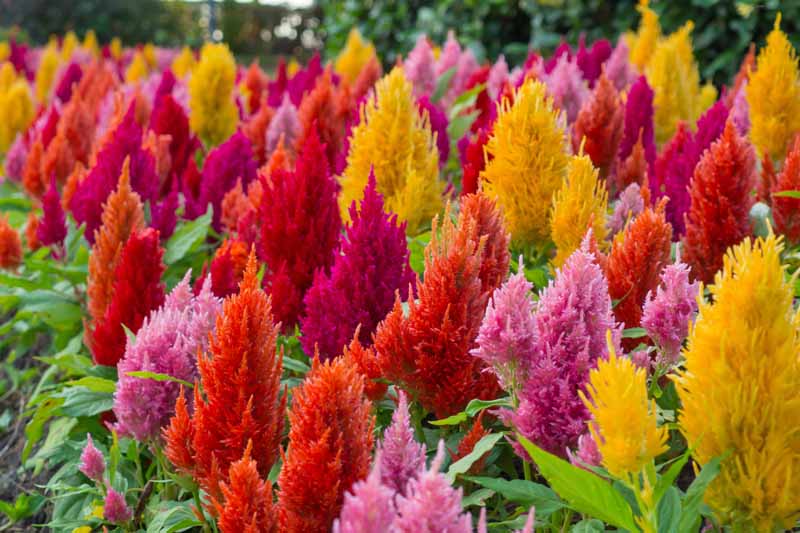 Get Your Money's Worth With These Outdoor Plants Amaranth