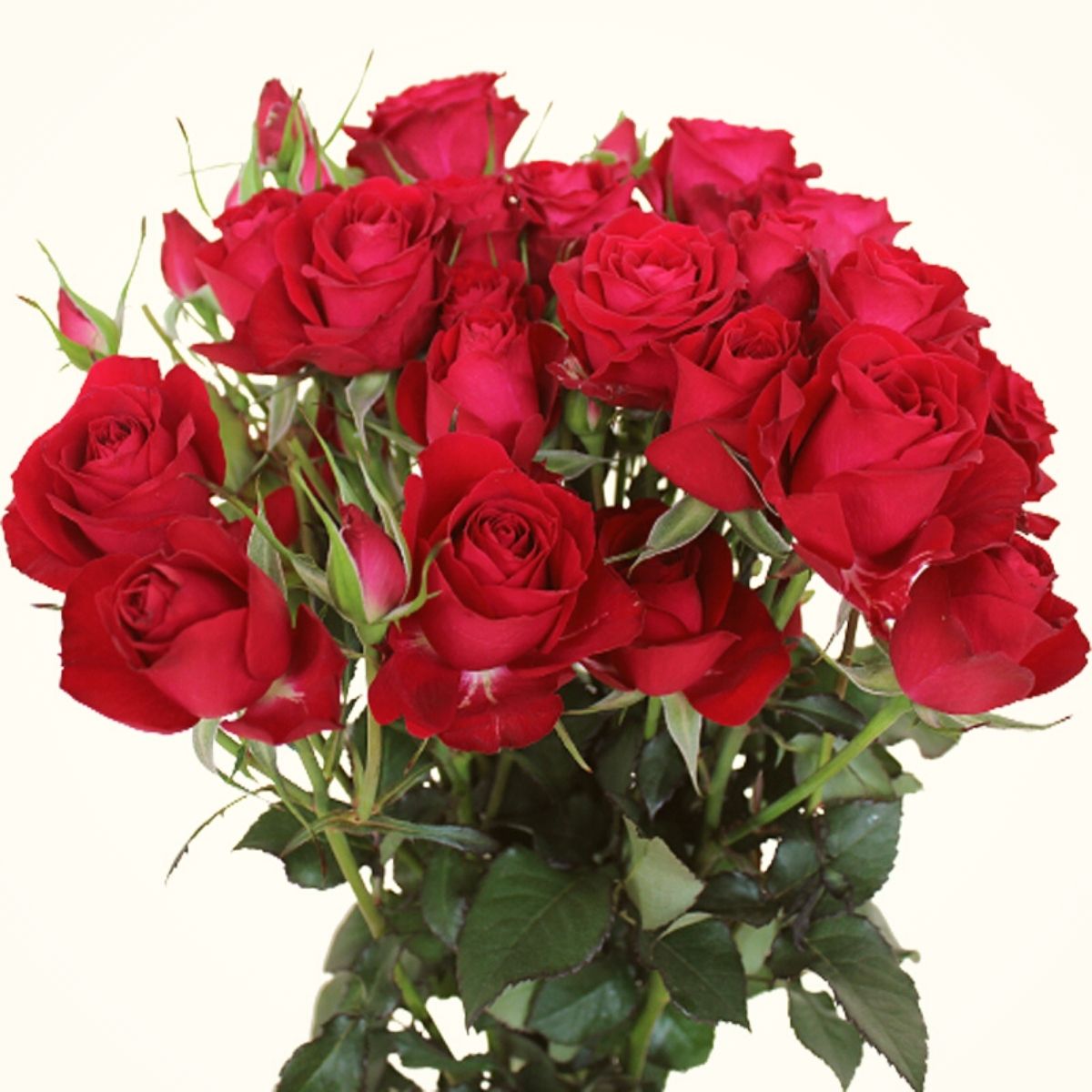 The 11 Best Roses in Passion Red Color - Article onThursd