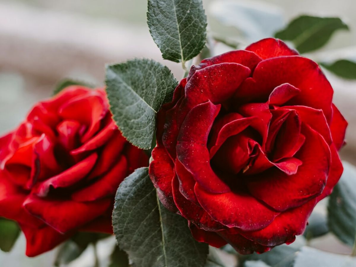 Rose Hearts are in the top 10 best passion red roses on Thursd