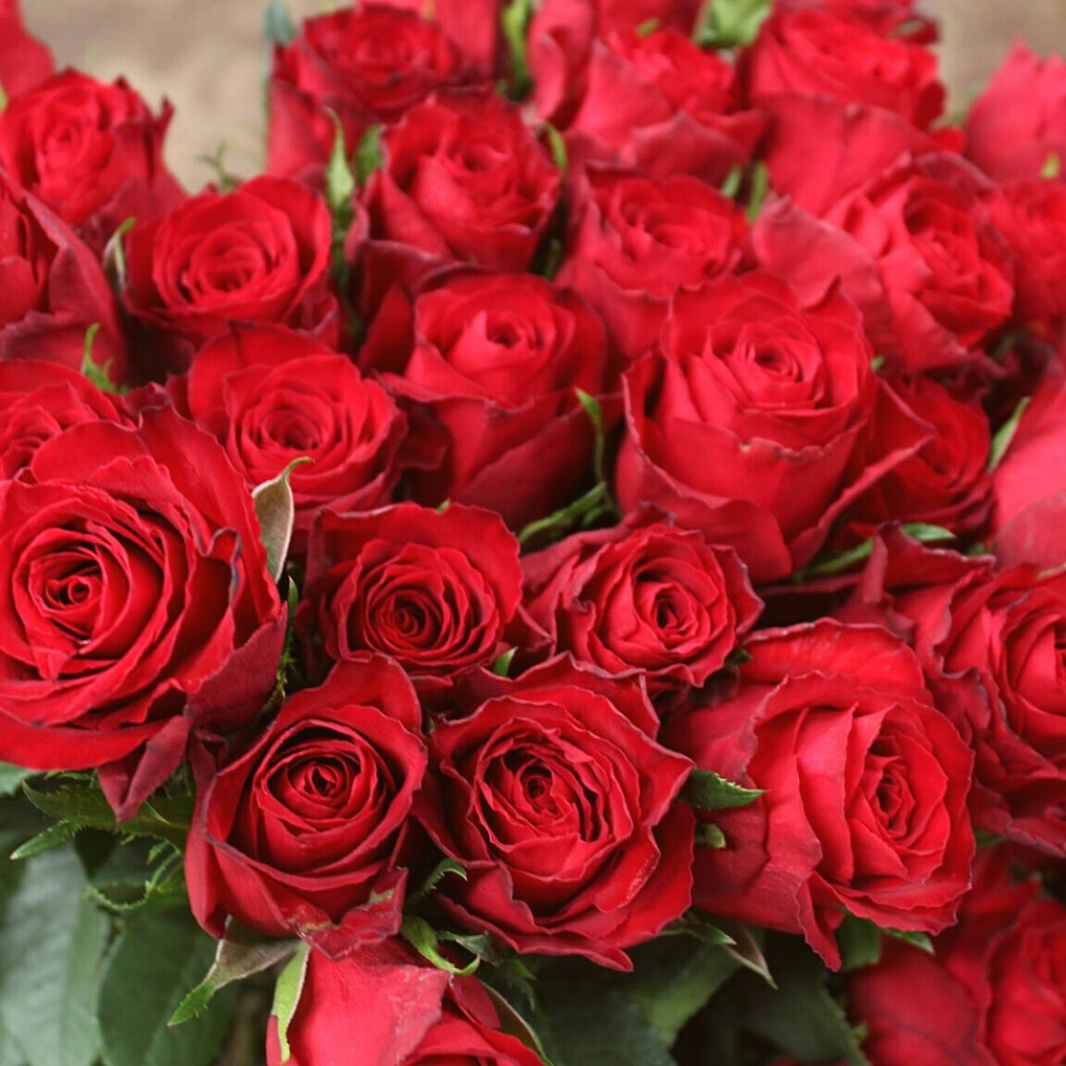 The 11 Best Roses in Passion Red Color - Article onThursd