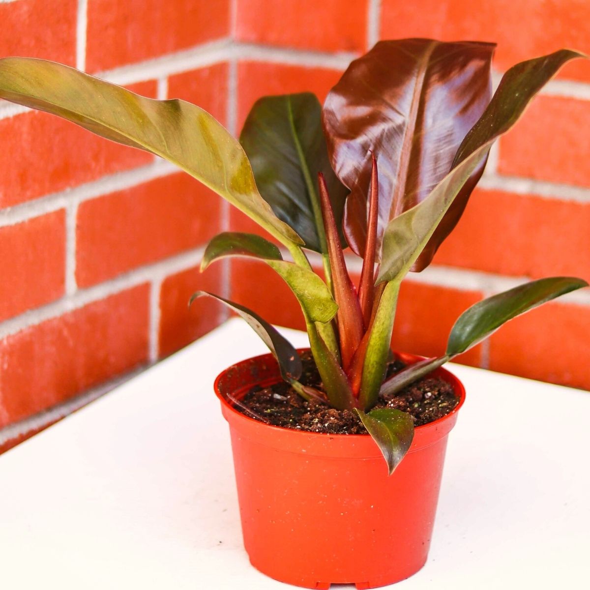 Philodendron Imperial Red on Desk