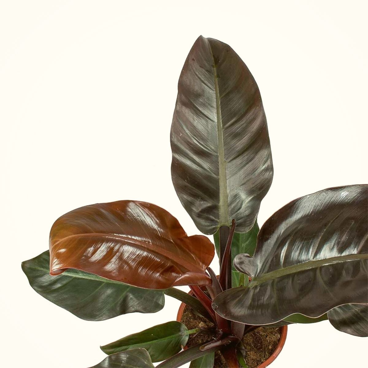 Philodendron Imperial Red houseplant origin on Thursd