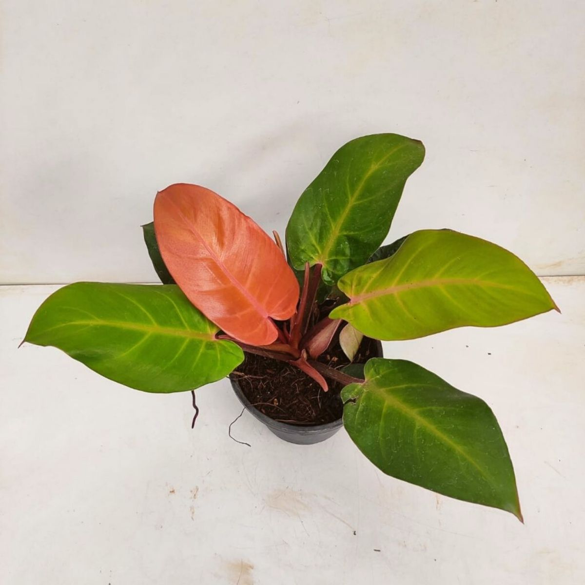 Low maintenance houseplant Philodendron Imperial Red on Thursd