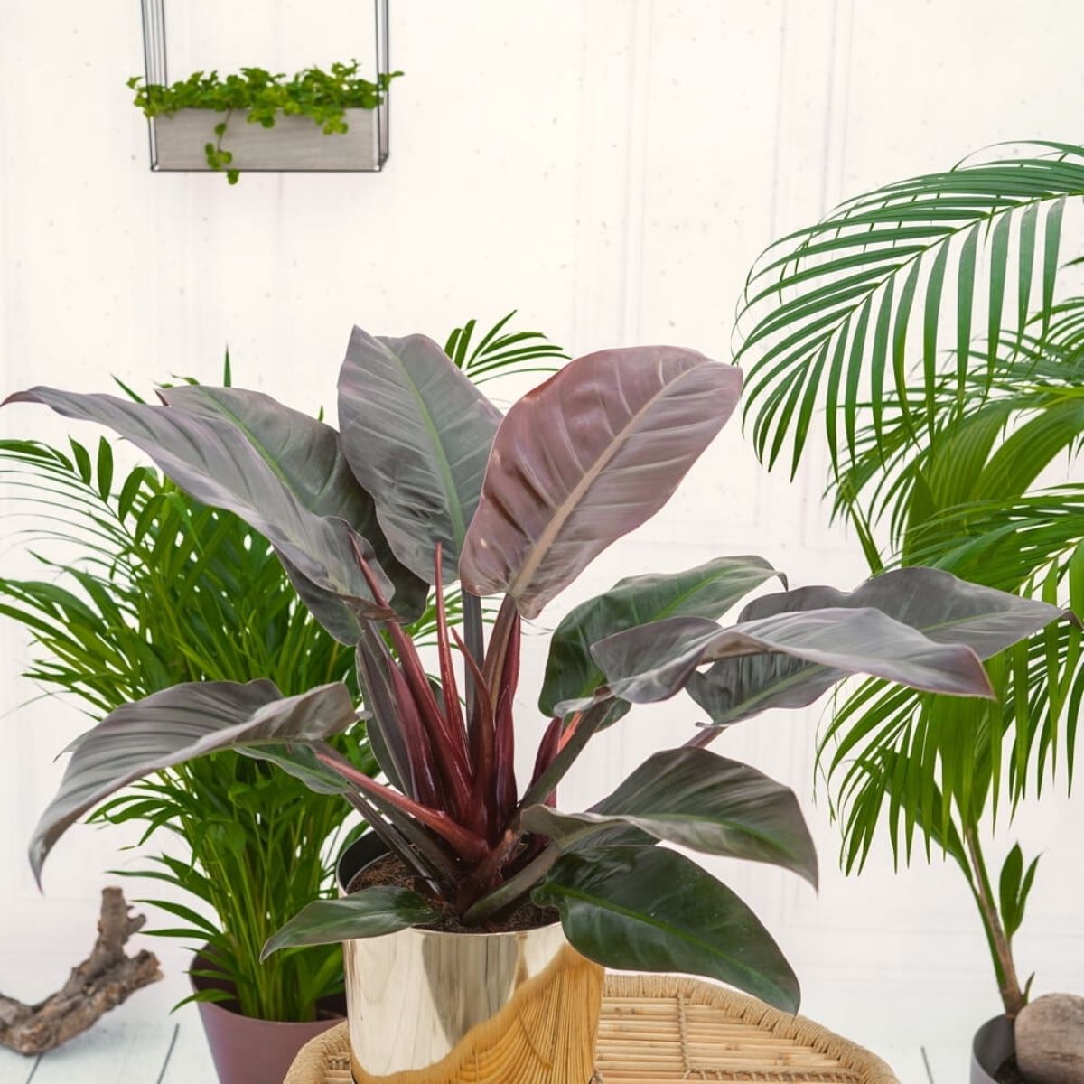 Philodendron Imperial Red light requirements on Thursd