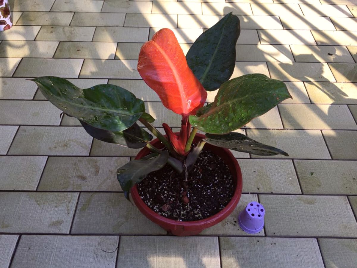 Ideal temperature for Philodendron Imperial Red on Thursd