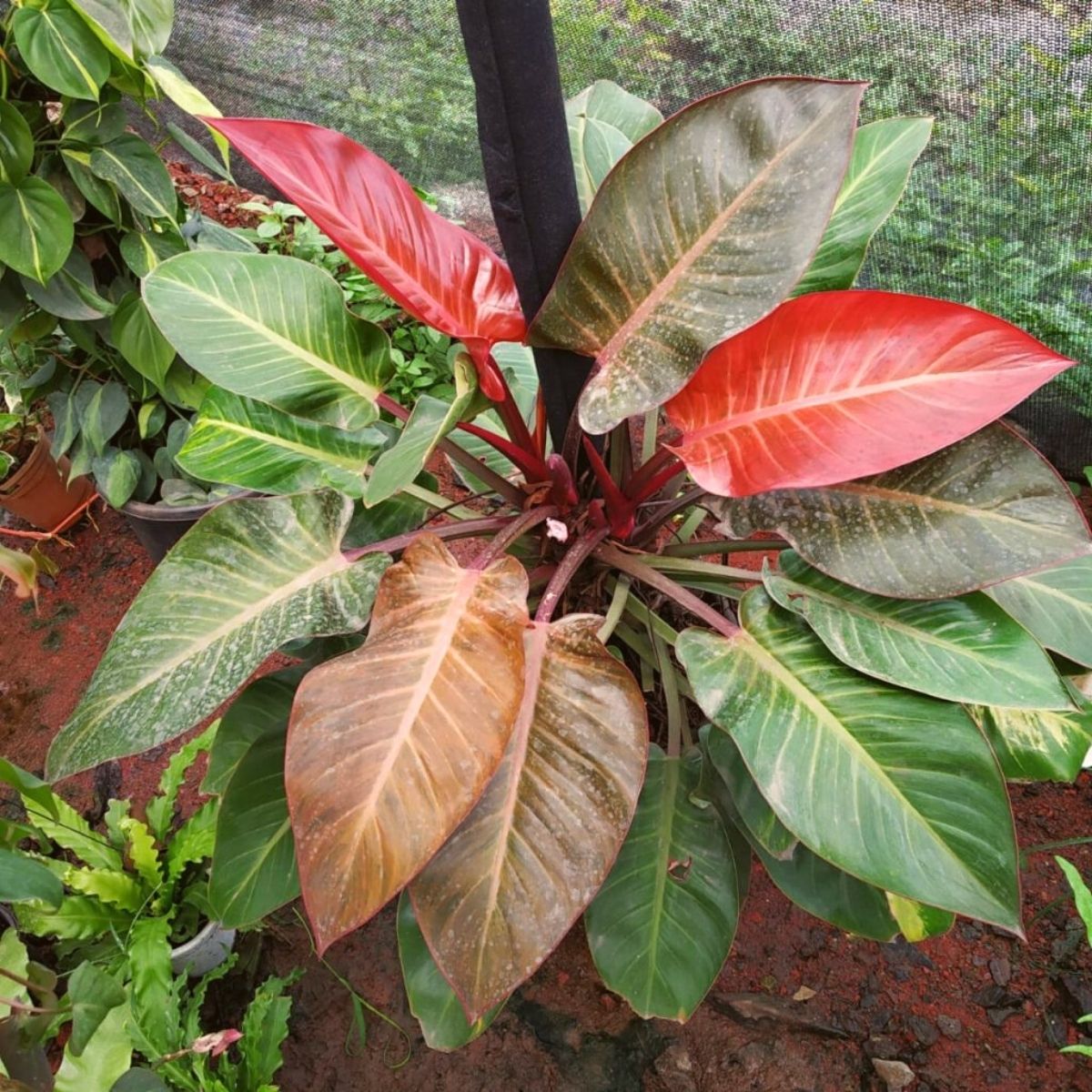 Philodendron Imperial Red toxic plant for kids and pets on Thursd