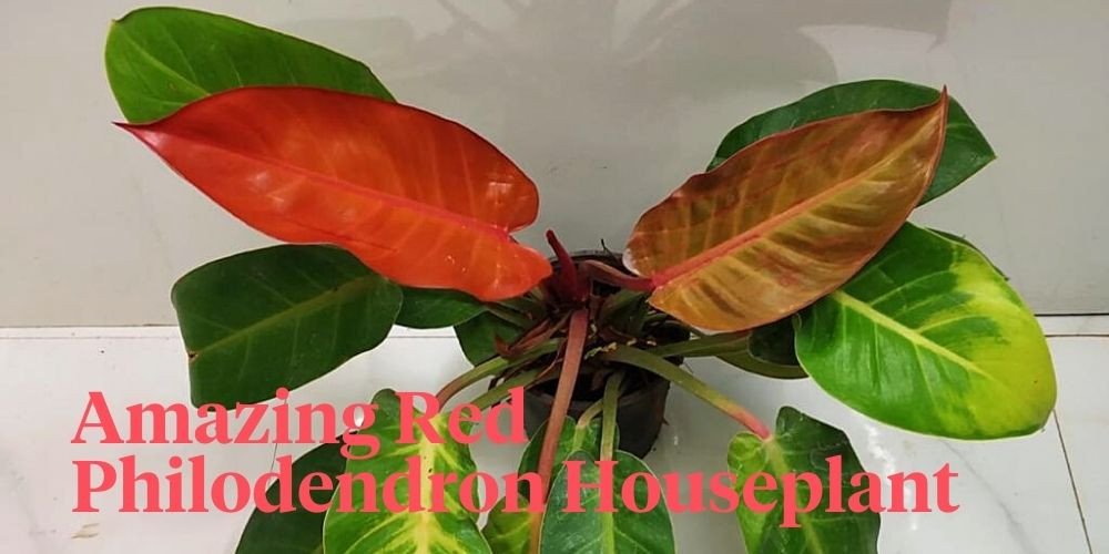 A Red Houseplant? Meet Red Leaf Philodendron Imperial Red