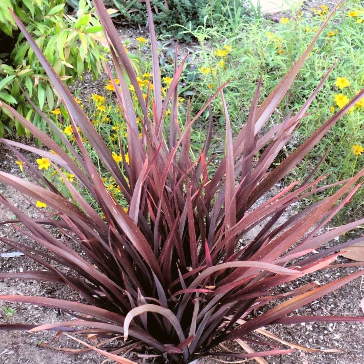 Phormium Amazing Red featured on Thursd