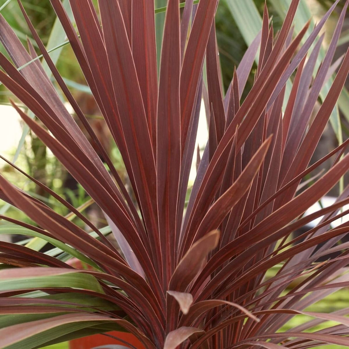 Cordyline Australis Red Star outdoor red plants on Thursd