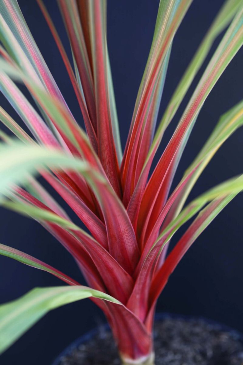 Outdoor red plants Cordyline Australis Red Heart on Thursd