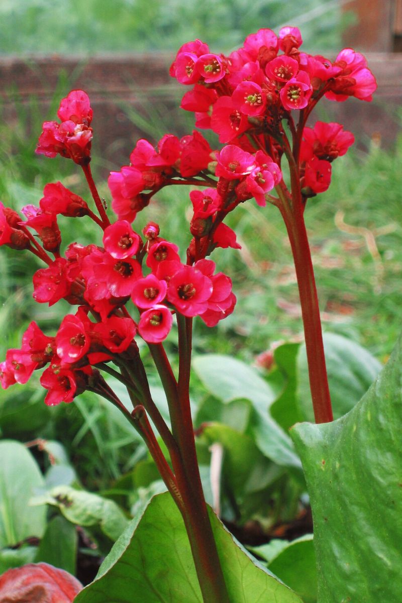 Outdoor red plants Red Beauty Bergenia on Thursd