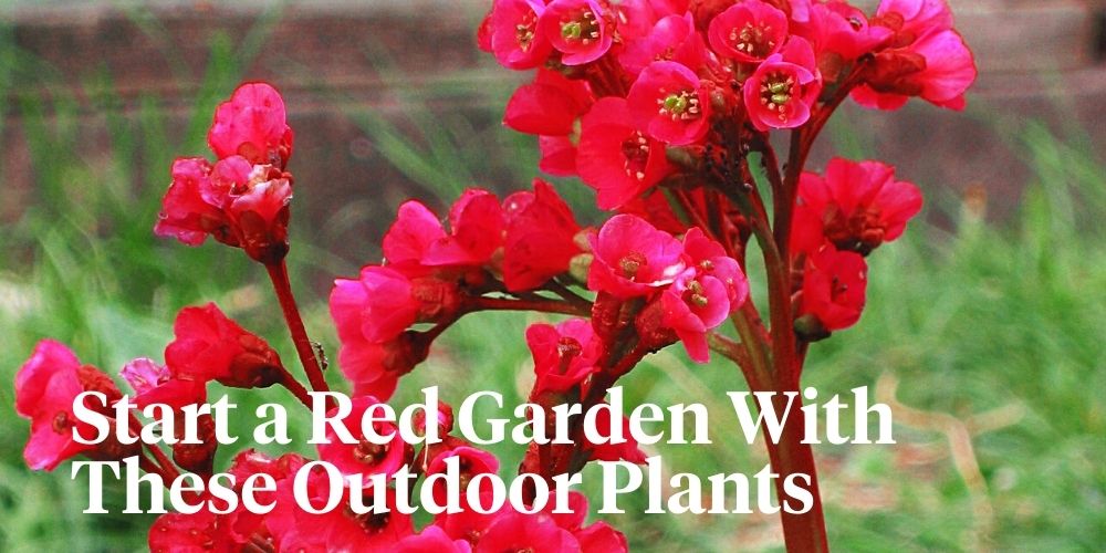 Outdoor red plants header on Thursd 