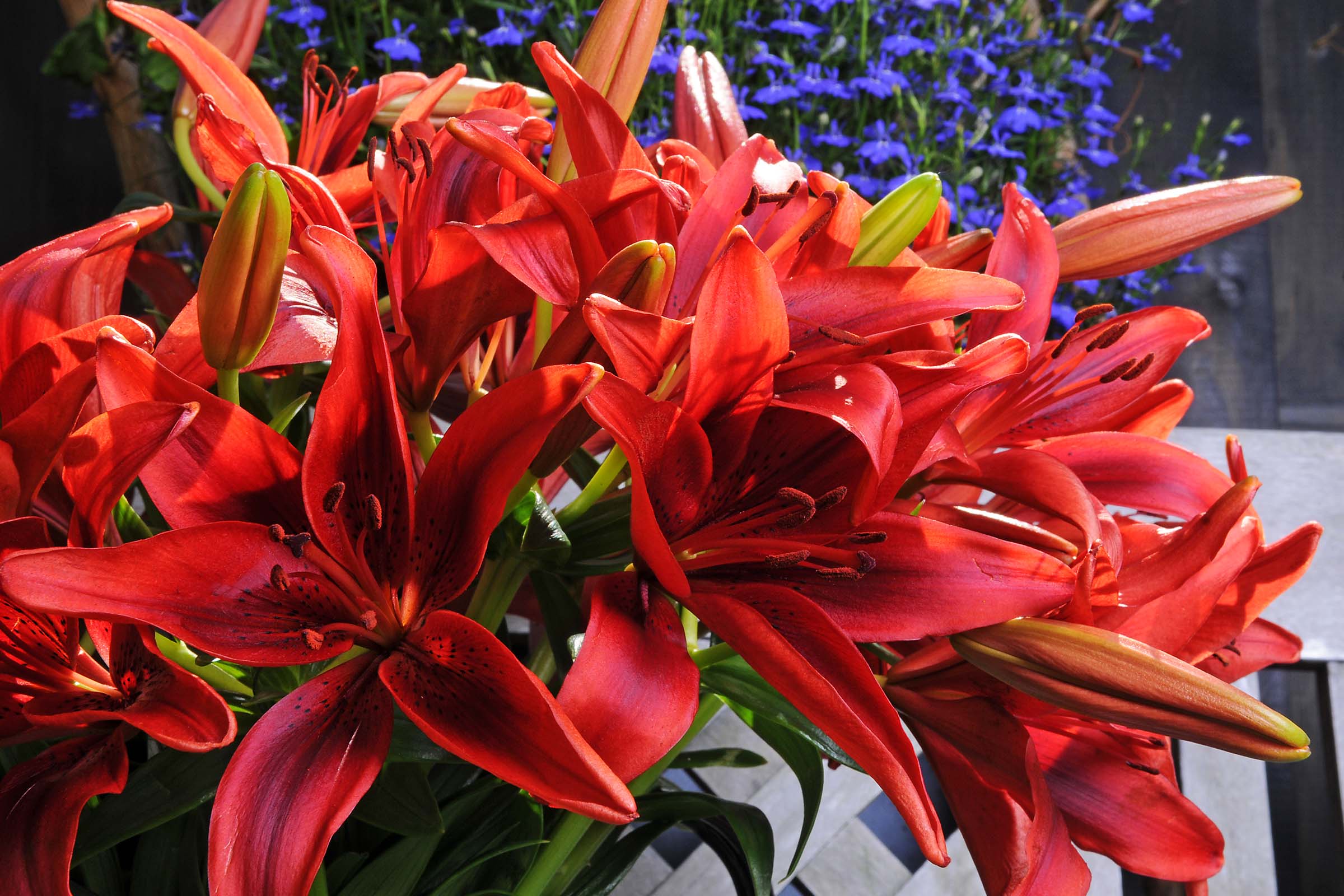 Lilies for Autumn Holidays Are Always a Great Idea wide feature on Thursd