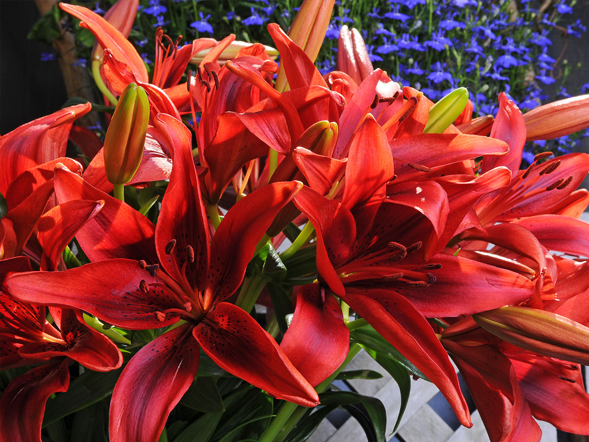 Asiatic Lily Monte Negro on Thursd