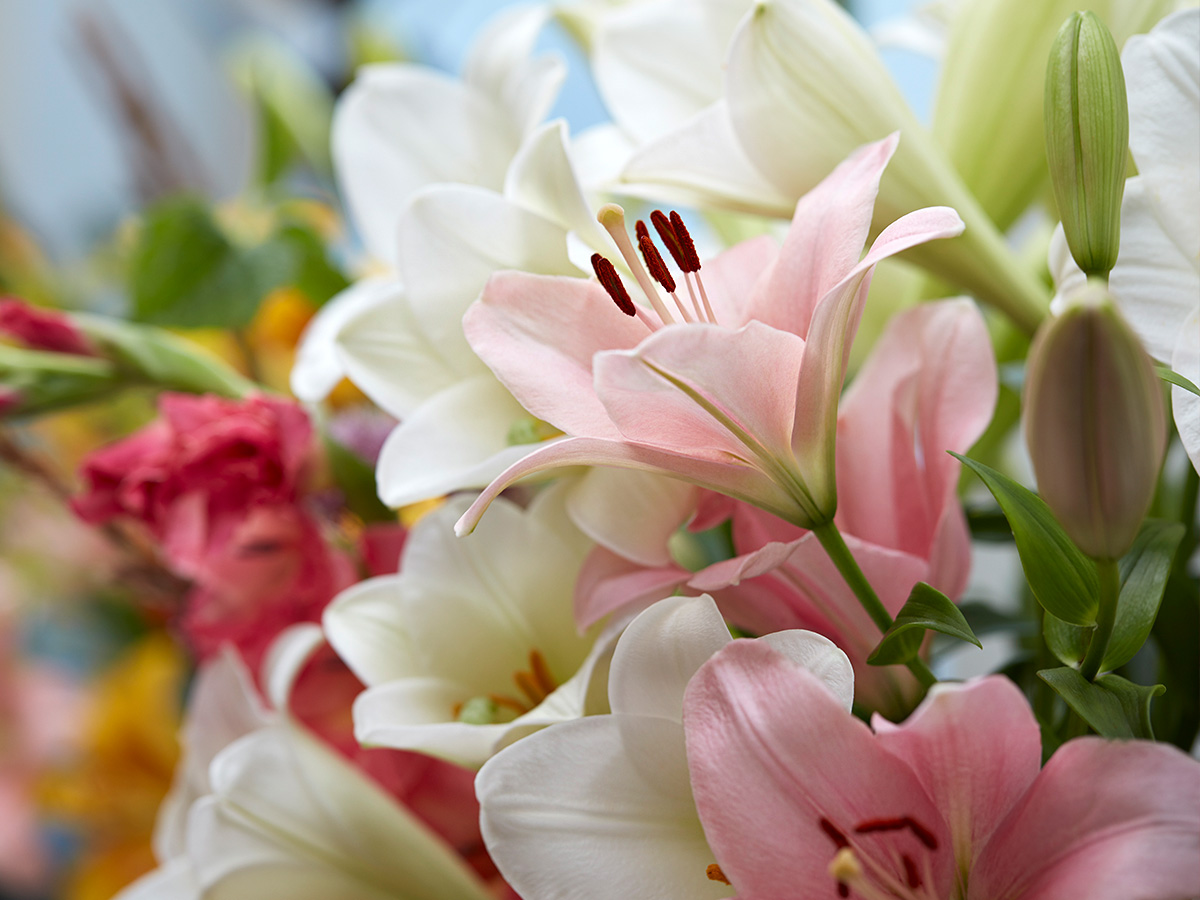 Pink and white LA lilies on Thursd