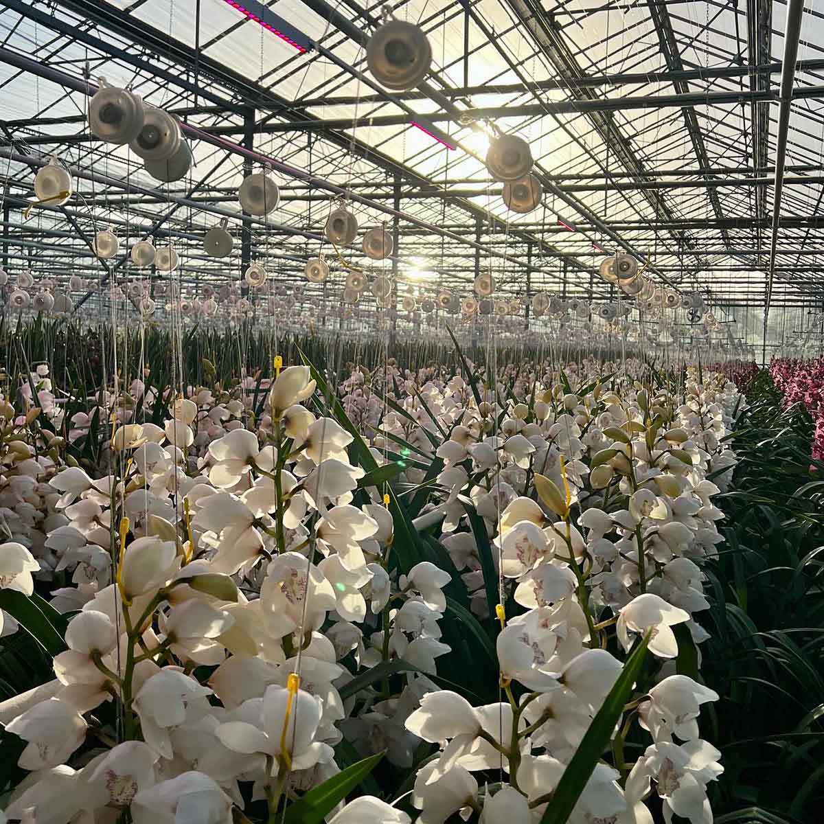 Alain Poot Orchideeën Grower on Thursd feature