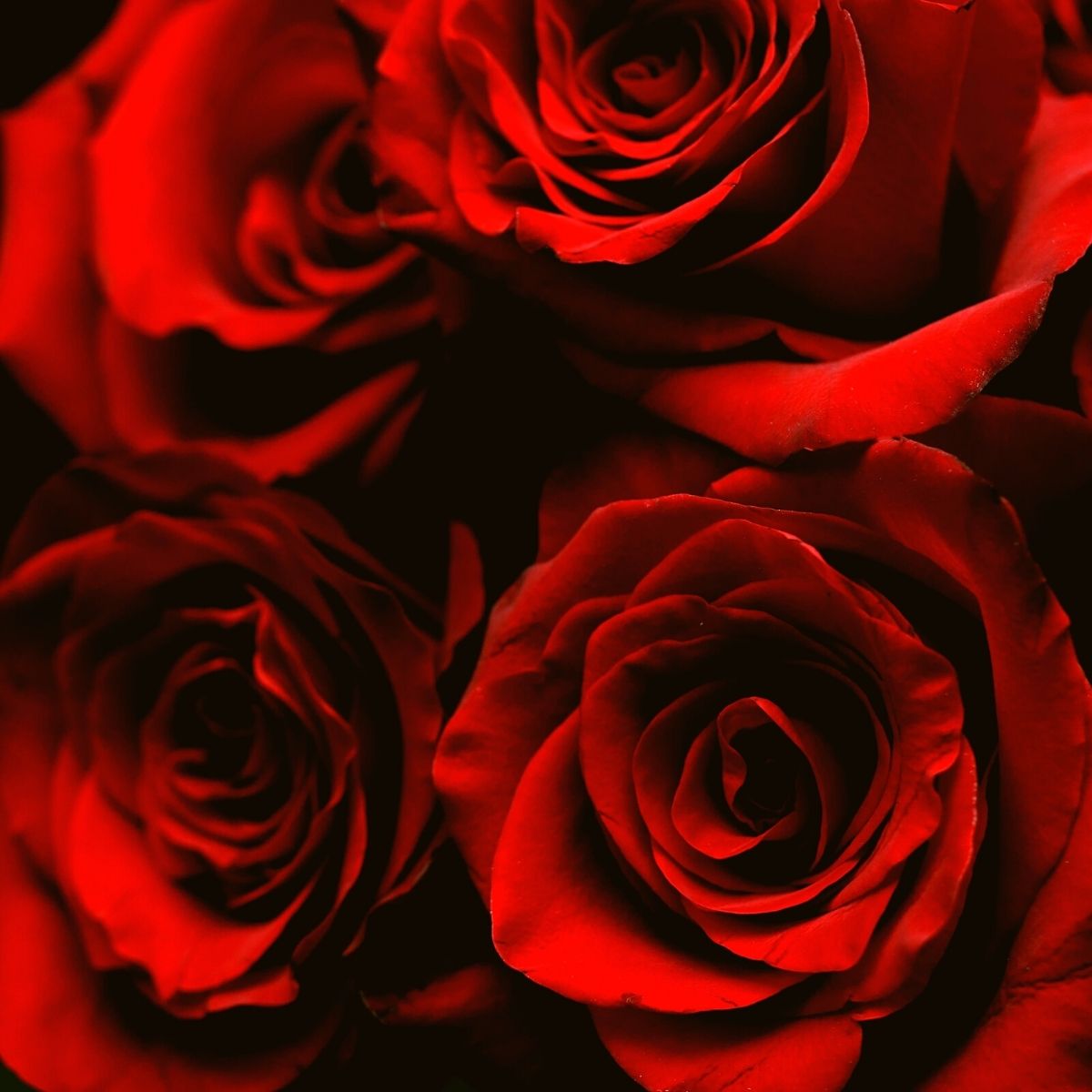 Passion red roses featured on Thursd  