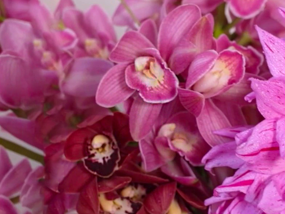 Stylish Cymbidium detail by Joseph Massie on Thursd