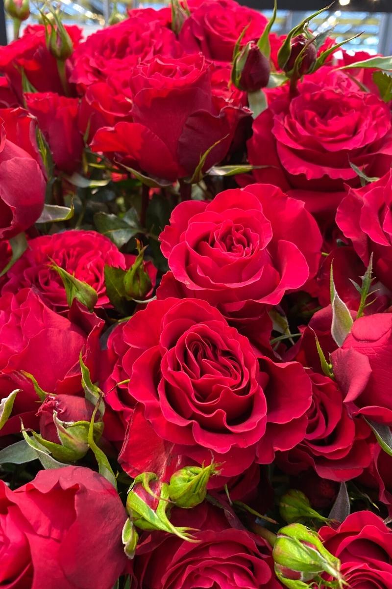 RED ROSES BOUQUET - Bouquet Of Red Roses