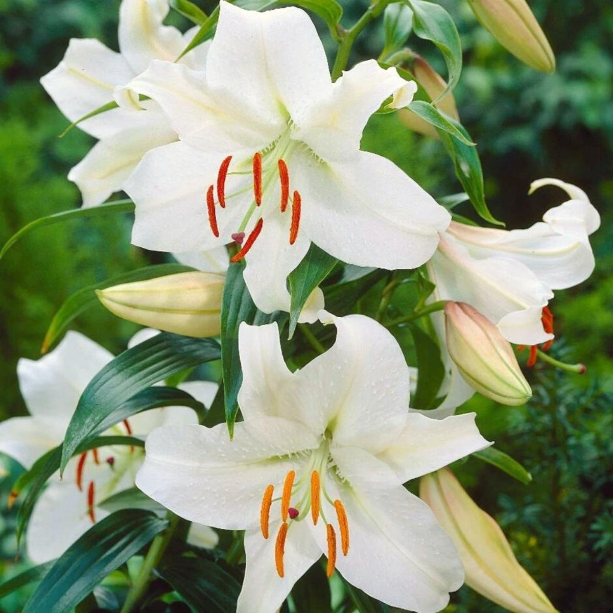 Casablanca lily featured on Thursd