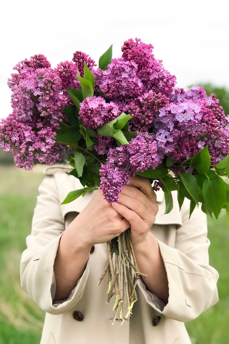 Purple Lilacs on Thursd