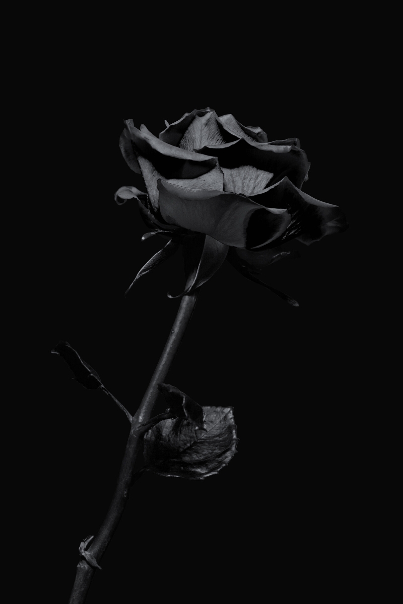 Black Roses - Do They Exist Naturally? - Article on Thursd