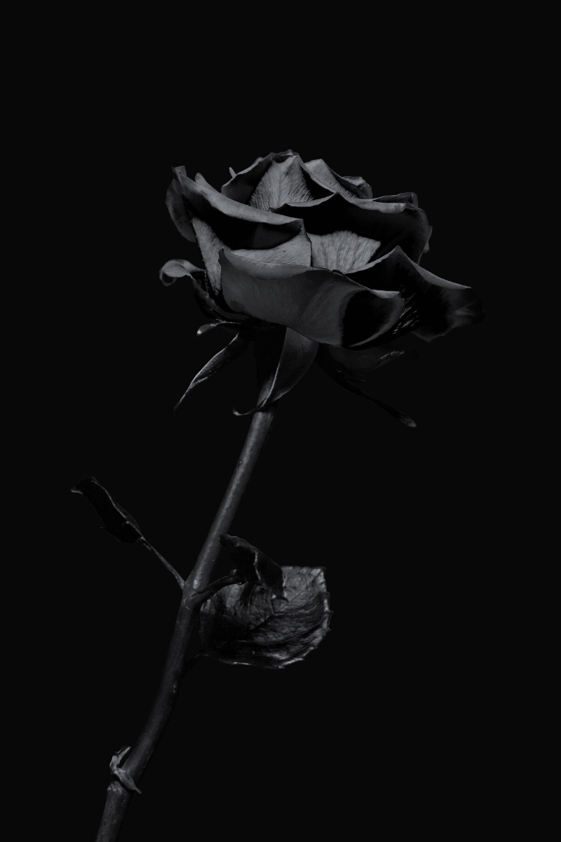 Do Black Roses Mean Death At Willie Alexander Blog