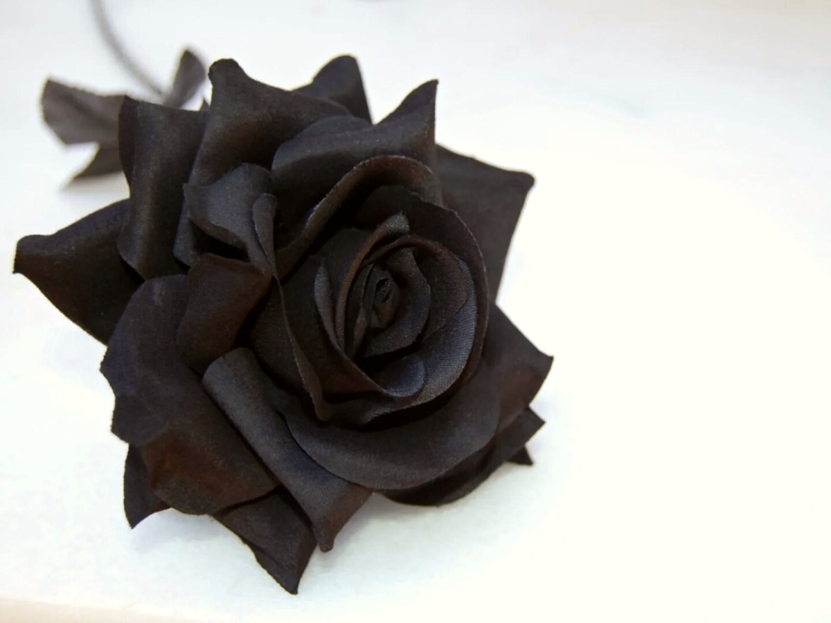 Is there a black rose?